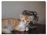 A ginger-white Cyprus kitten is posing for the lens.
