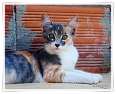 Semi-feral calico cat resting against a red brick wall in Cyprus, alert and watching her surroundings