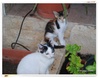 Two kittens in a garden