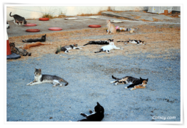 A group pf feral cats are laying down waiting for their feeders